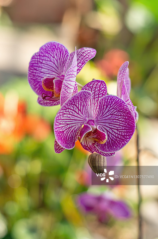 盛开的盆栽粉白条纹蝴蝶兰图片素材