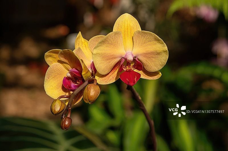 盆栽盛开的橙色、红色和黄色蝴蝶兰图片素材