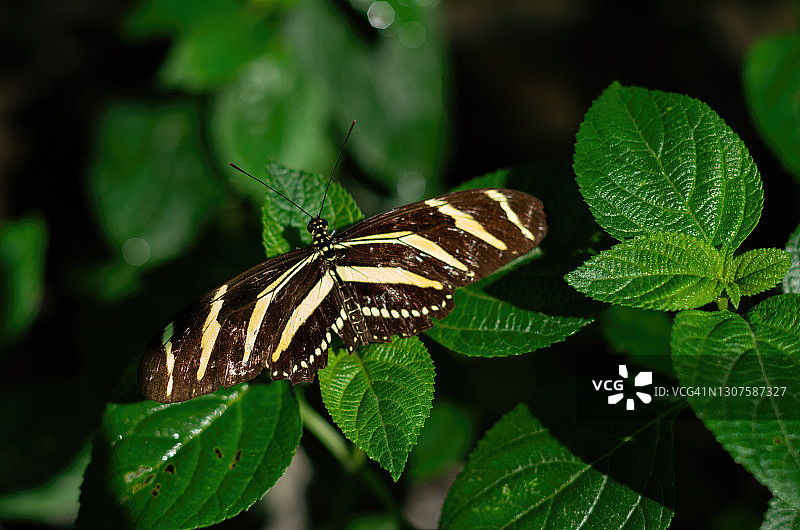 花园植物叶子上休憩的蝴蝶图片素材