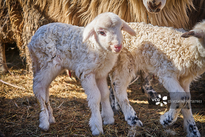 春季小羊群图片素材