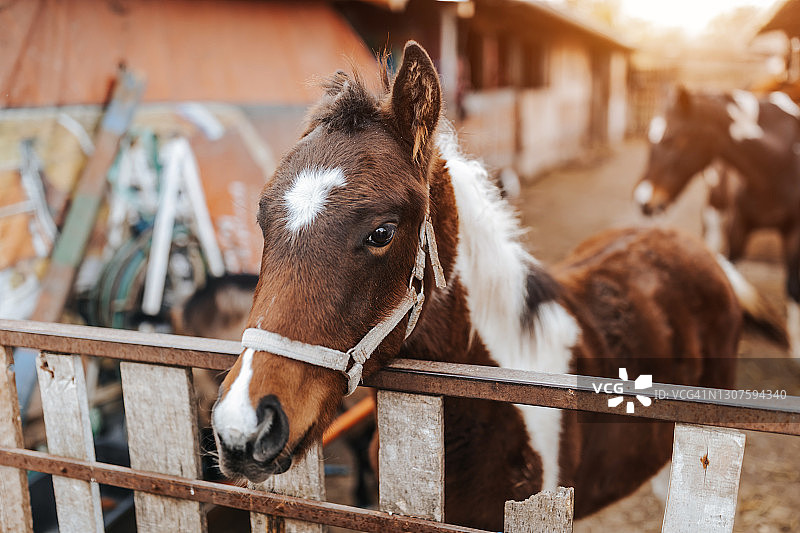 马厩里的棕色马图片素材