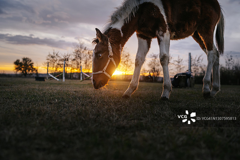 日落时分在牧场上吃草的马图片素材