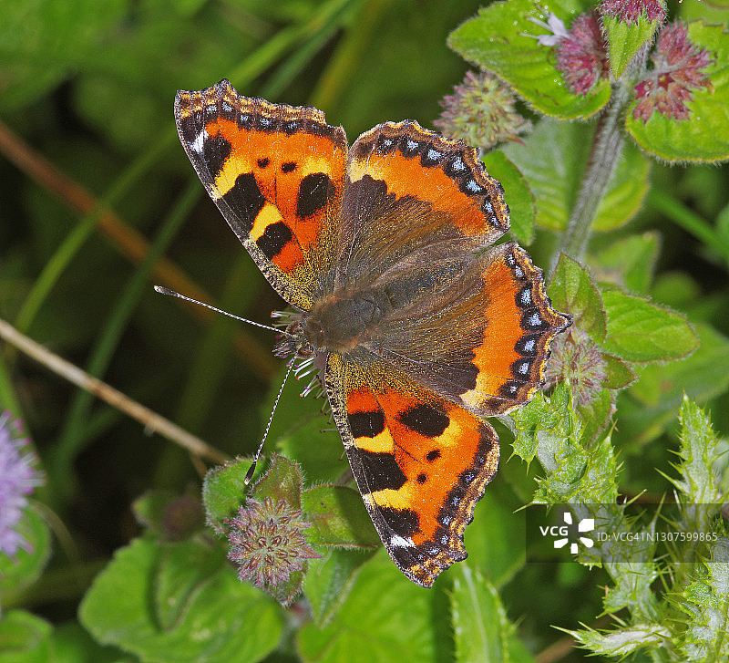 小 tortoiseshell 蝴蝶图片素材