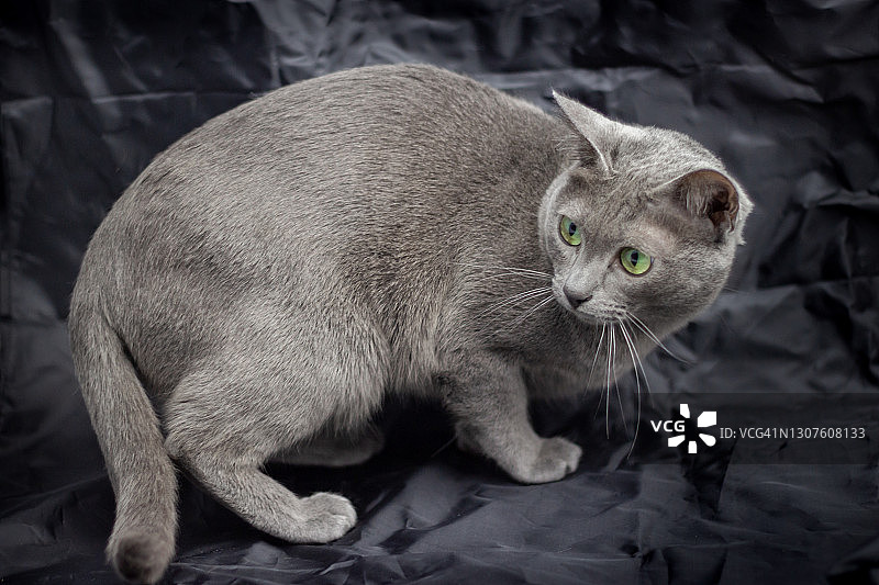 黑色背景上的科拉特猫图片素材