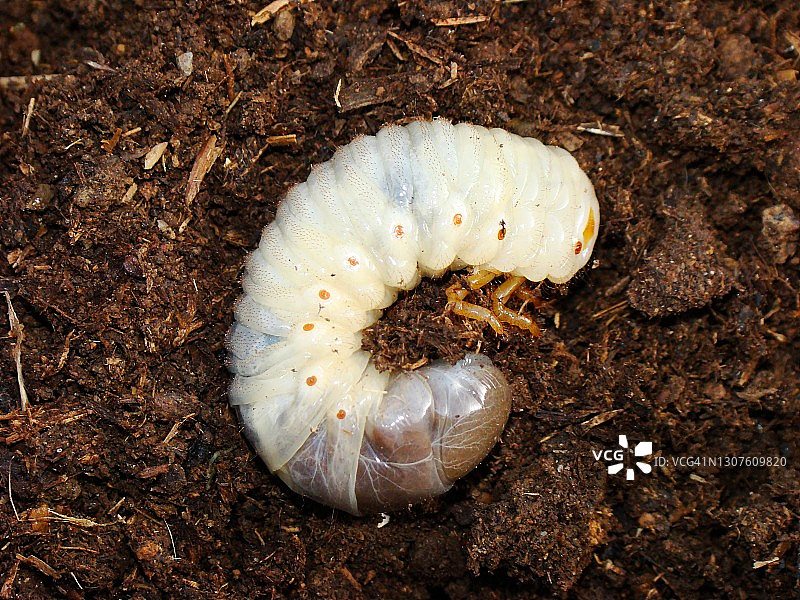 独角犀金龟幼虫图片素材