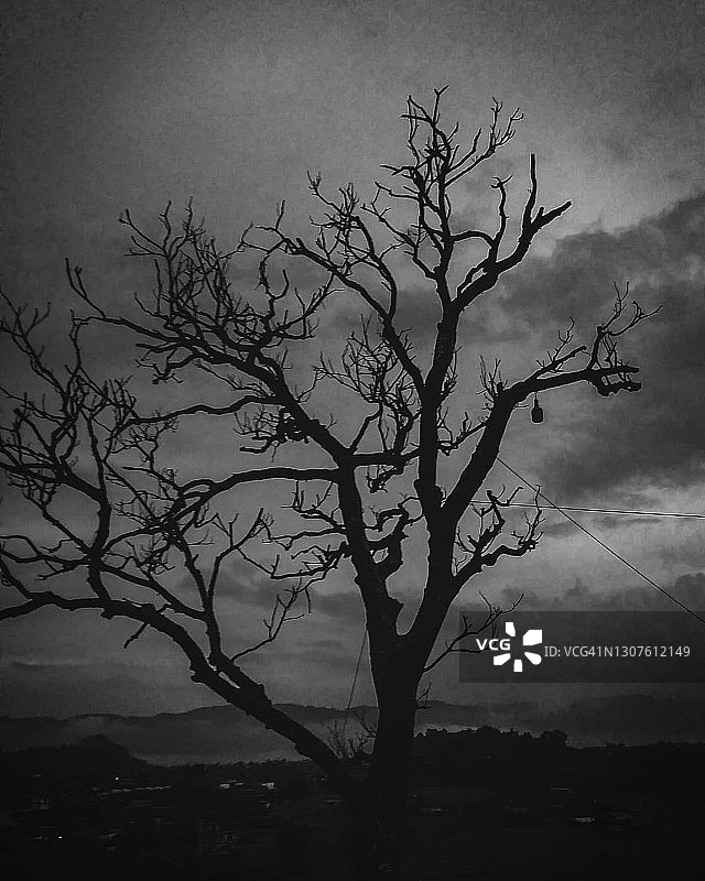 黑暗中的干燥树木图片素材