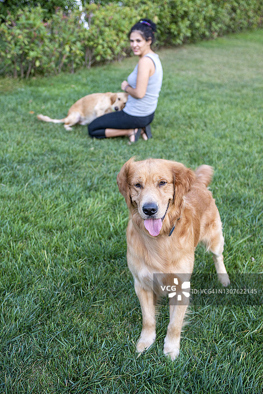 金毛寻回犬和主人在草地上玩耍图片素材