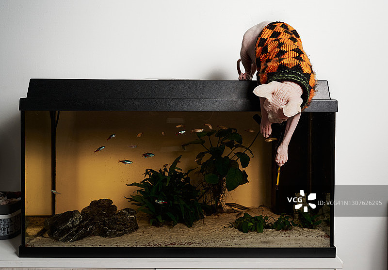 斯芬克斯猫在家里的白色背景上观看鱼缸里的鱼。图片素材