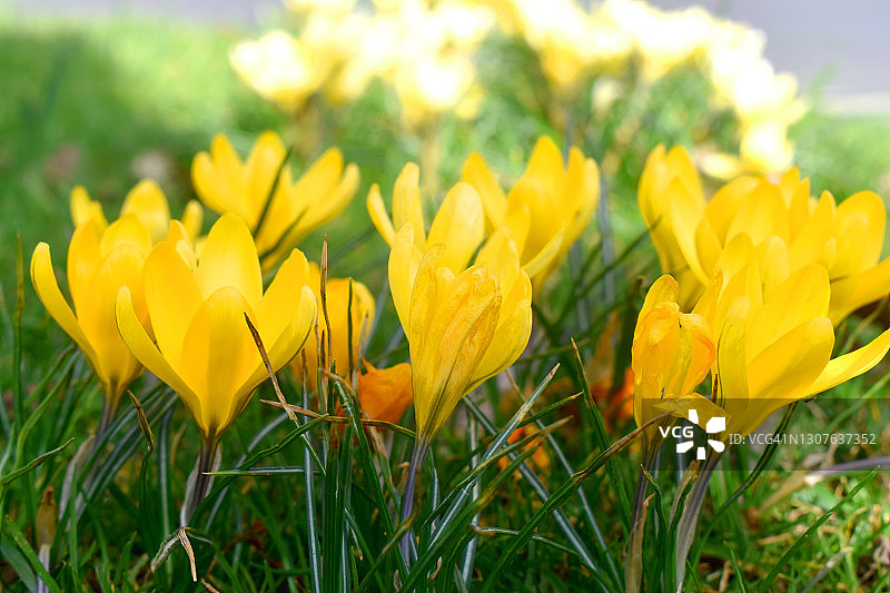 阳光下绿草地上的黄色番红花图片素材