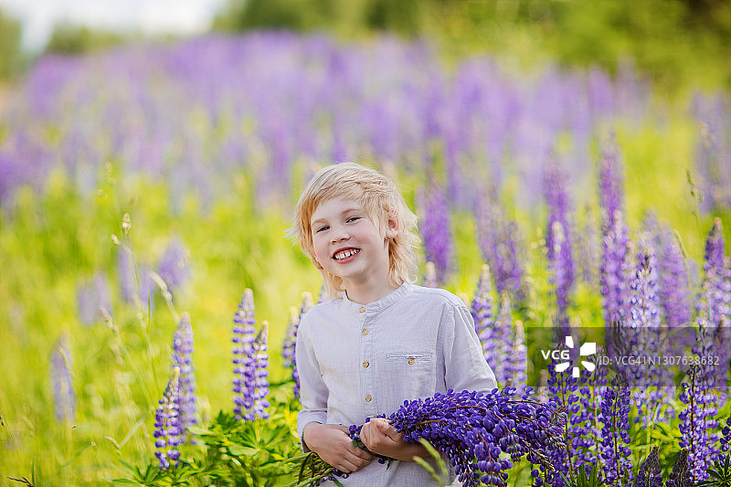 男孩在花田中采摘羽扇豆图片素材