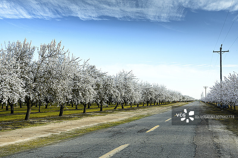 生长出新芽的杏树图片素材