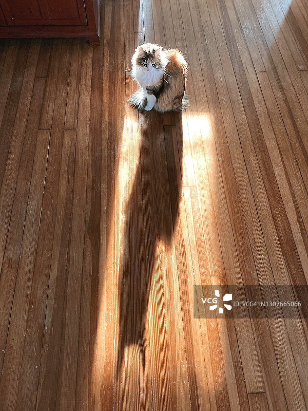 猫咪的影子图片素材