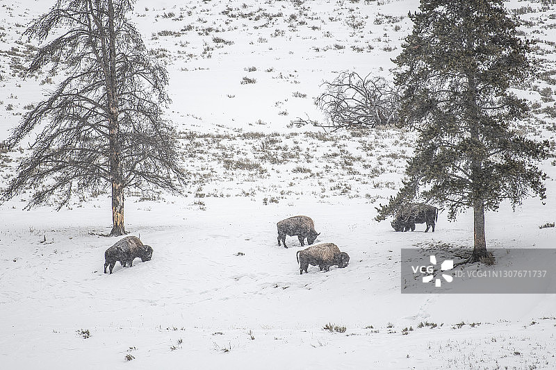 四头身披冰雪的美洲野牛图片素材