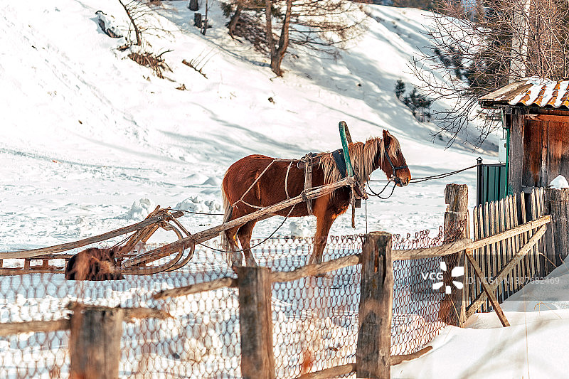乡村雪橇上的传统冬季马匹运输图片素材