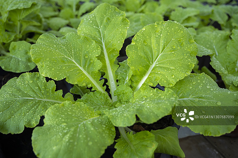 育苗盆中的绿色大白菜图片素材