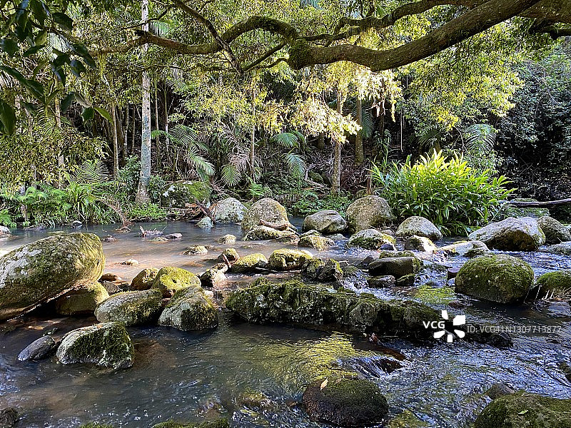 新南威尔士州北海岸的雨林小溪图片素材