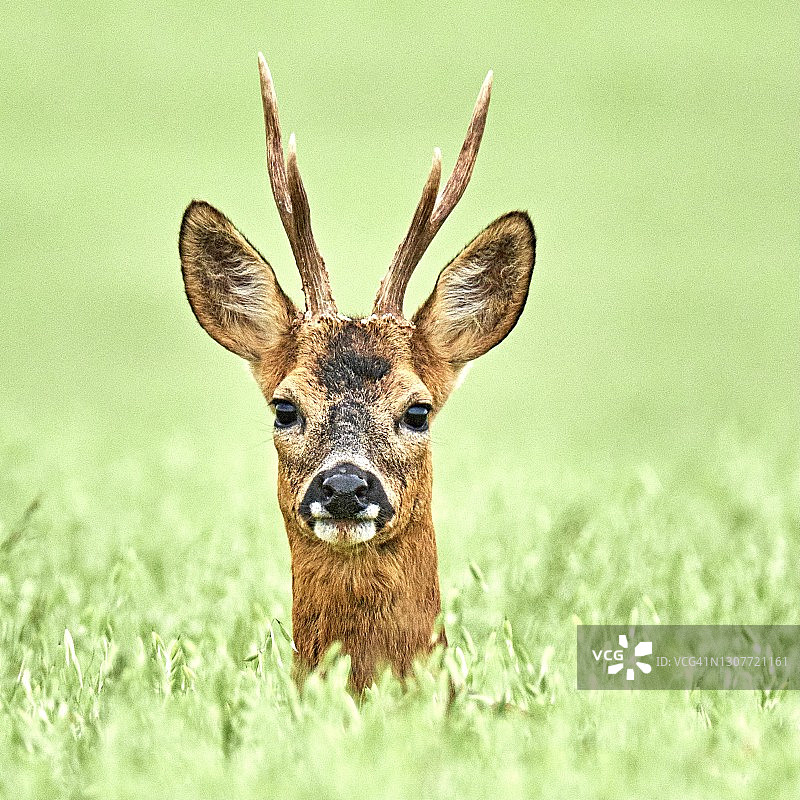 大麦田里的鹿图片素材