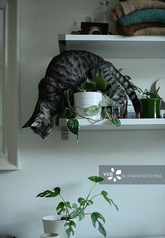 猫咪走过摆放着两盆绿色盆栽的架子图片素材