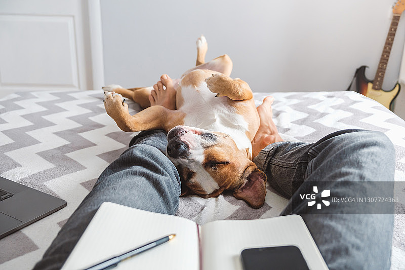 在家工作，有狗狗的家庭生活图片素材