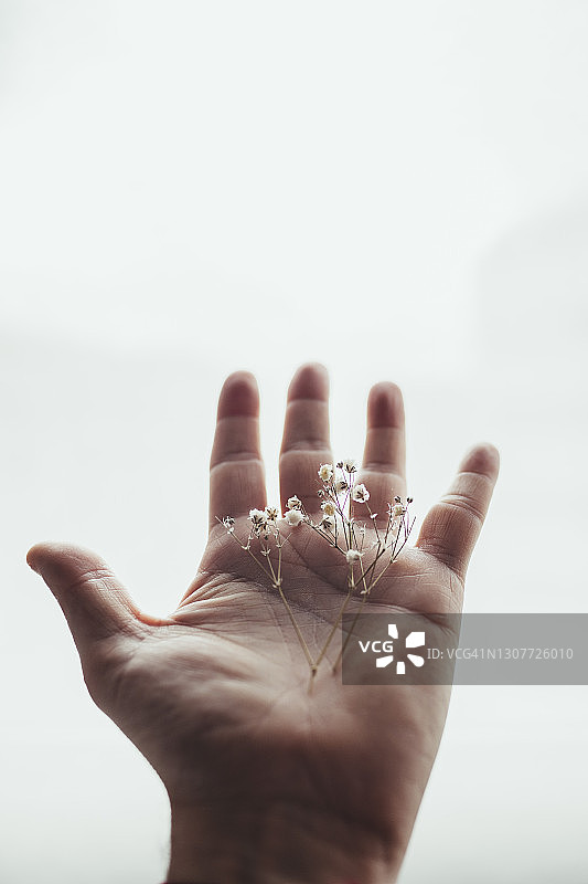 手持白色干花，希望和积极的概念图片素材