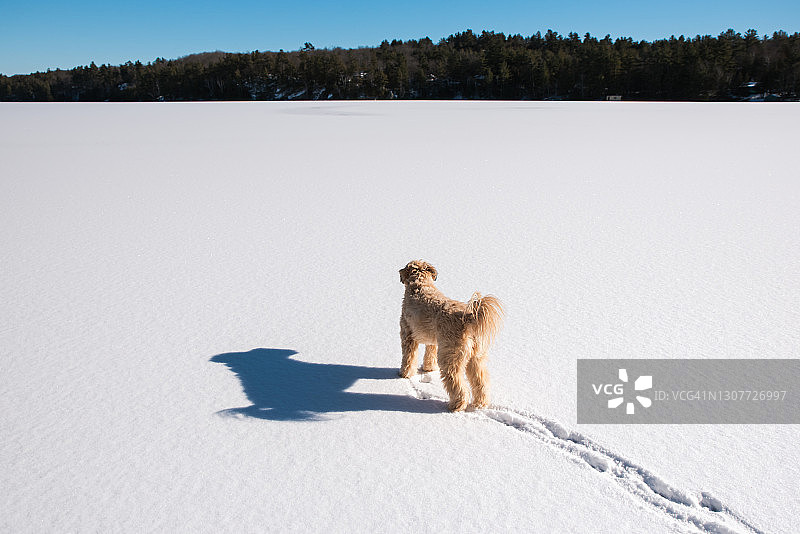 独自站在冰雪覆盖的湖面上，眺望远方的毛茸茸的狗图片素材