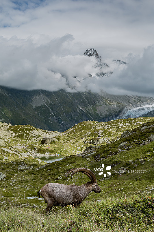 阿尔卑斯山北山羊在远处有大型山峰的草地上吃草图片素材