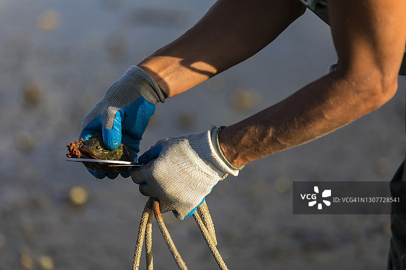 用牡蛎量具测量牡蛎壳的手部特写图片素材