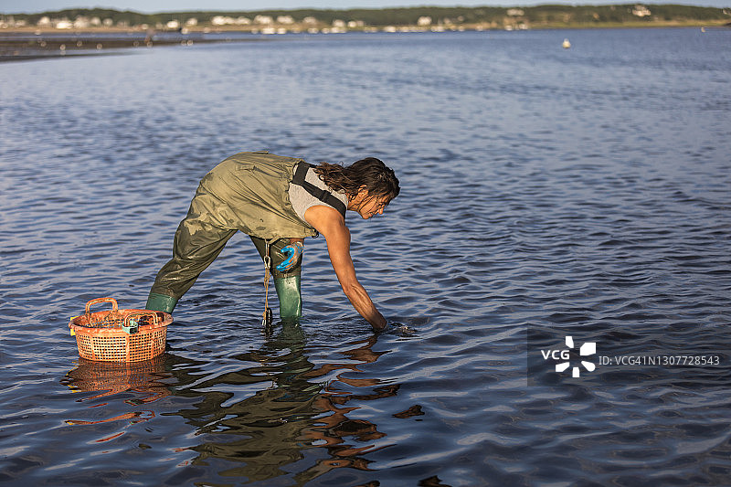 女采蚝人在马萨诸塞州韦尔弗利特的水中采蚝图片素材