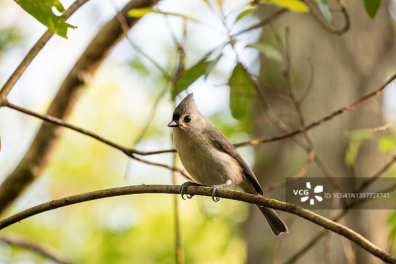植绒的山雀图片素材