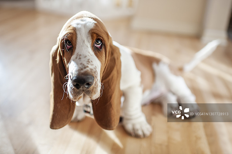 光线柔和，表情可爱的巴吉度猎犬幼犬图片素材