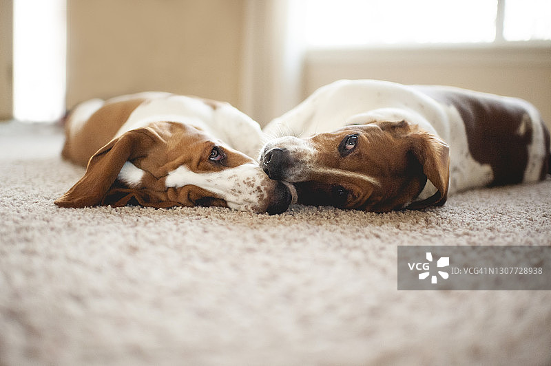 两只巴吉度猎犬在地毯上鼻子相触图片素材