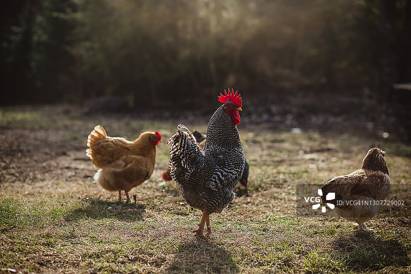 阳光下的斑岩公鸡图片素材