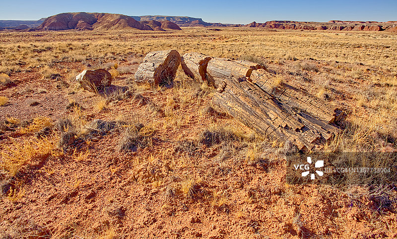 美国亚利桑那州石化林国家公园石化林荒野图片素材