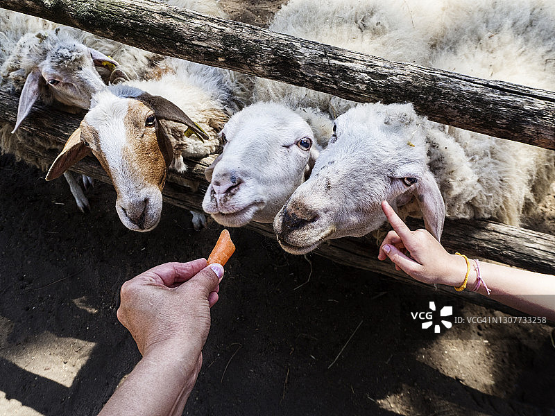 意大利动物围栏里吃胡萝卜的羊群图片素材