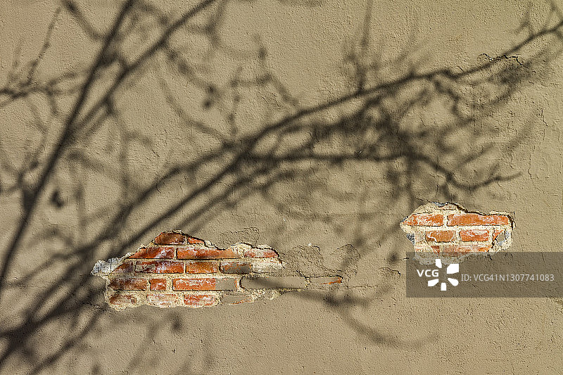 墙上的剥落和树枝的影子图片素材