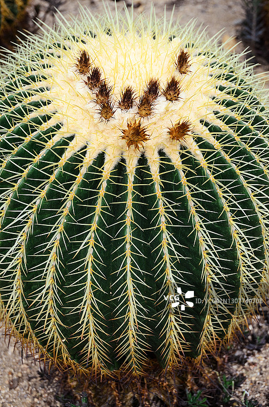 金琥仙人球图片素材