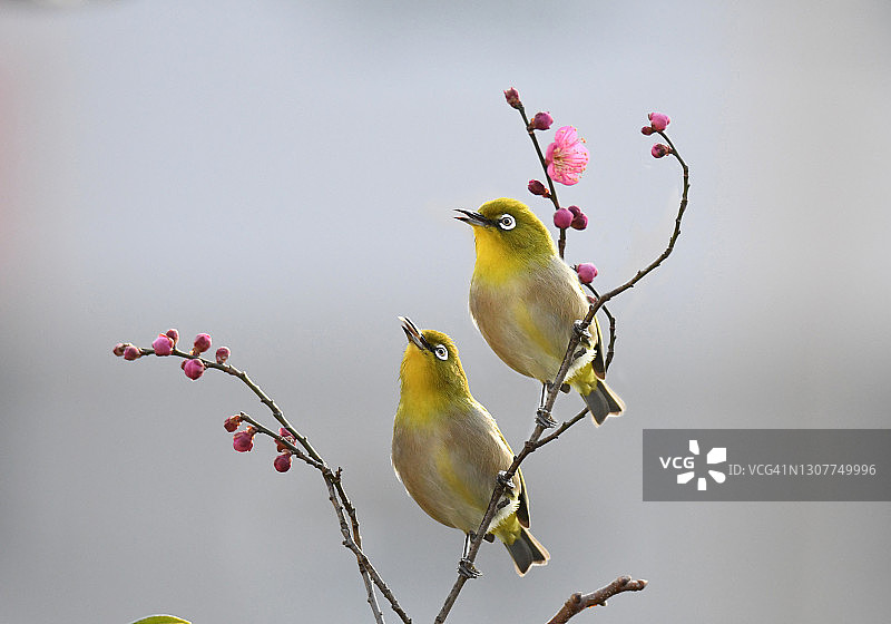 白眼兄弟图片素材