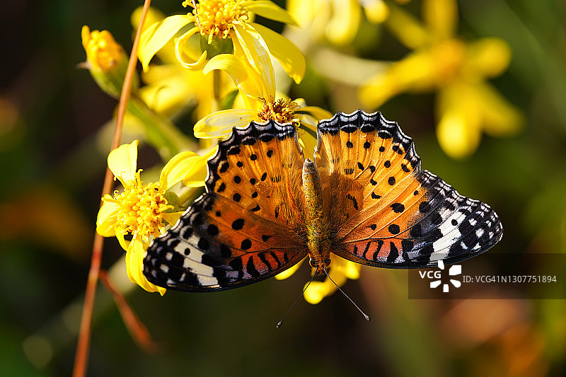 黑边豹斑蝶图片素材