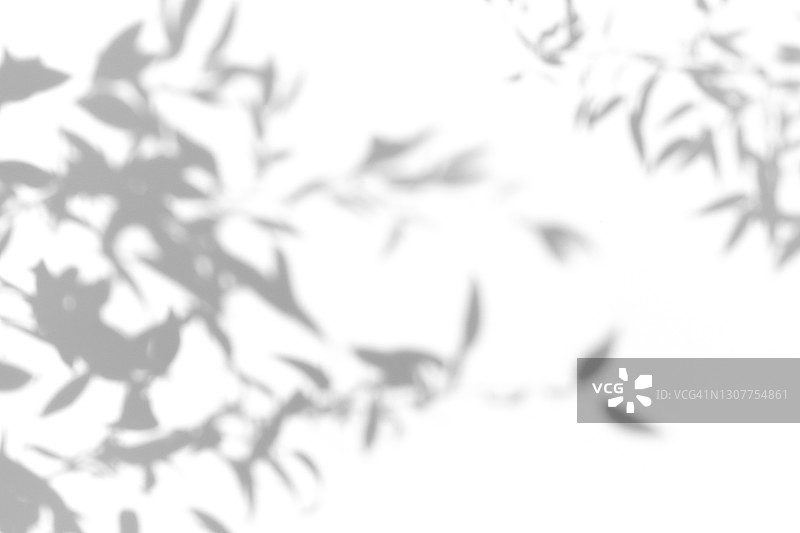 竹叶在白色背景上的终极灰色阴影，黑白阴影设计素材图片素材