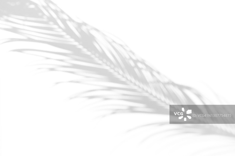 热带棕榈或蕨类植物在白色背景上的终极灰色阴影，黑白阴影隔离设计素材图片素材