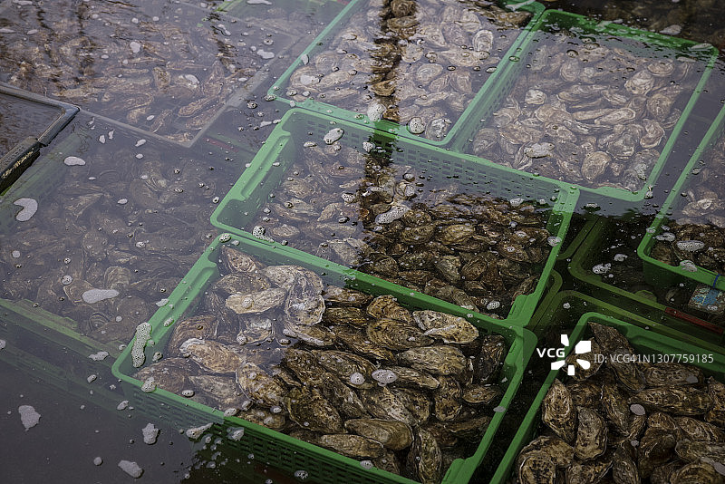 法国马雷讷，水中牡蛎篮子图片素材