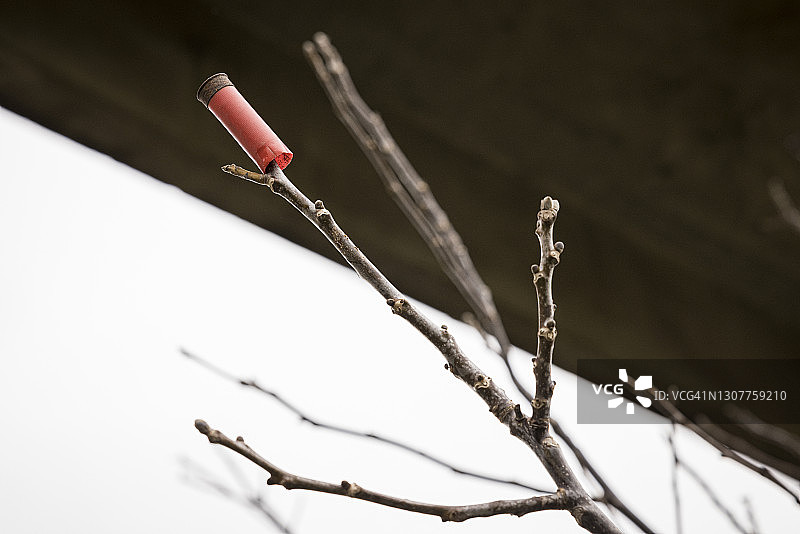 一个猎枪弹壳在法国蒙塔日树上图片素材