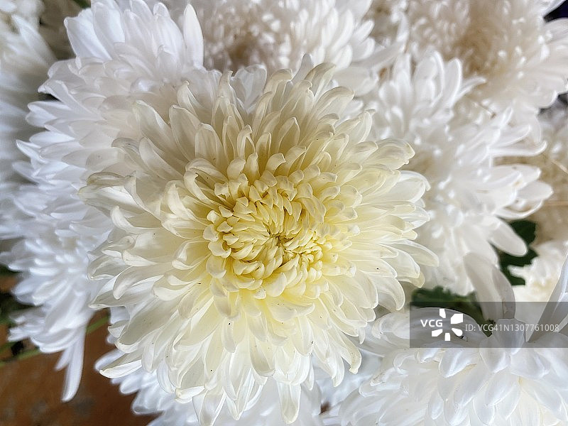 白色菊花特写。图片素材