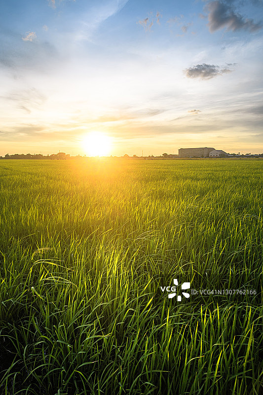 亚洲泰国日落时分的农场风光图片素材