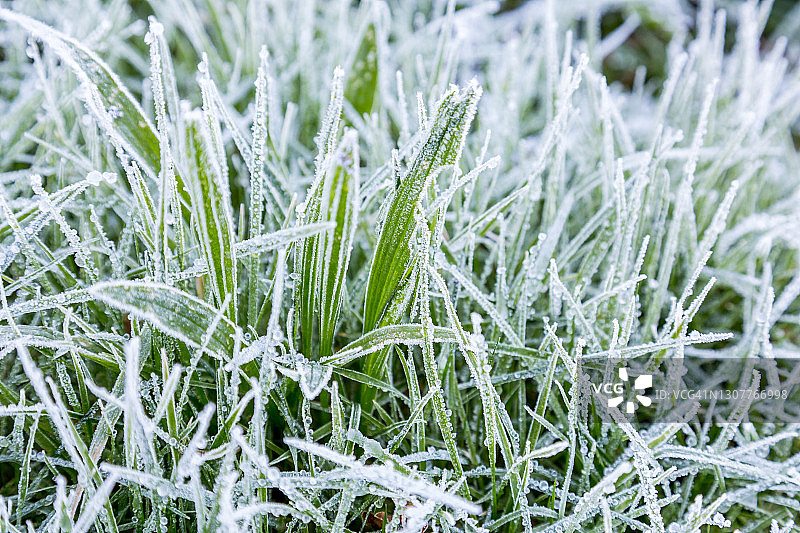 结霜的草图片素材
