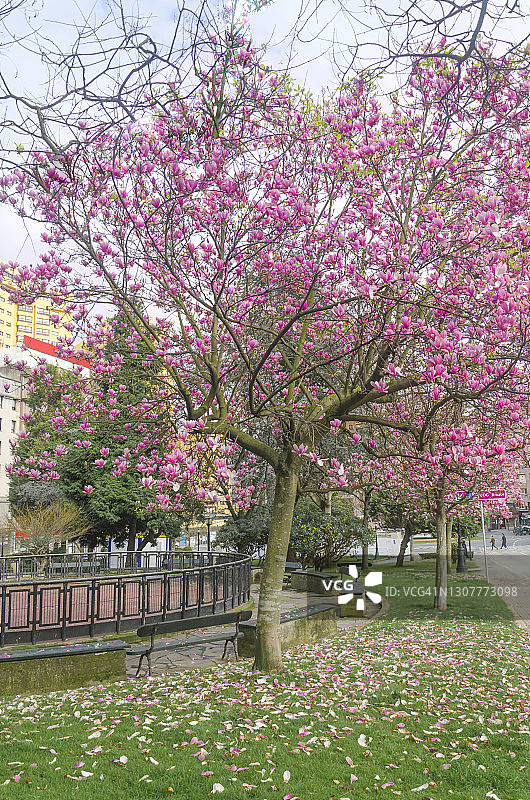 春天玉兰树上美丽的紫色玉兰花图片素材