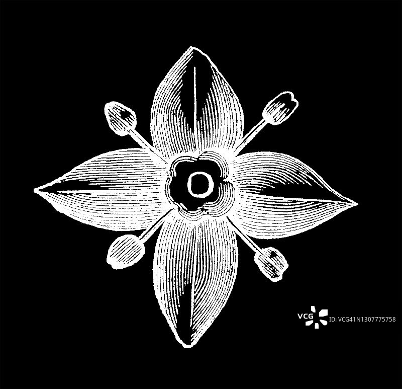 欧洲茱萸古老雕刻插图图片素材