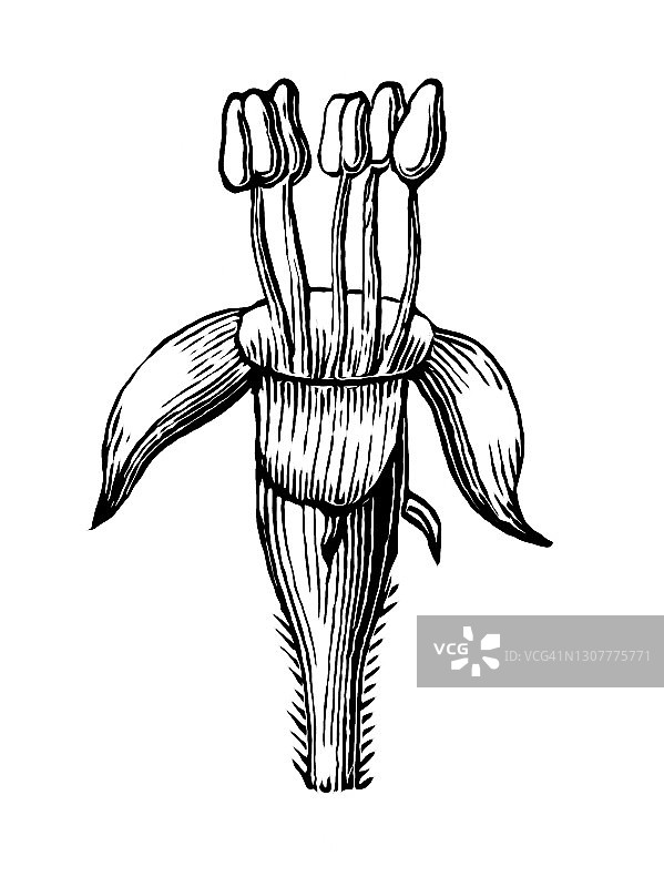 矮生玉米或小簇浆果（Cornus suecica）古老雕刻插图图片素材