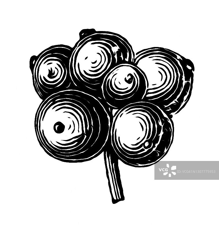 矮生玉米或小簇浆果（Cornus suecica）古老雕刻插图图片素材