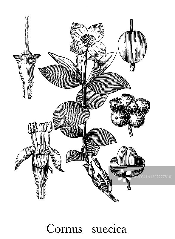 矮生玉米或小簇浆果（Cornus suecica）古老雕刻插图图片素材